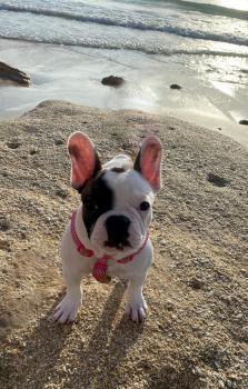 Daisy Mae, Bulldog Francés