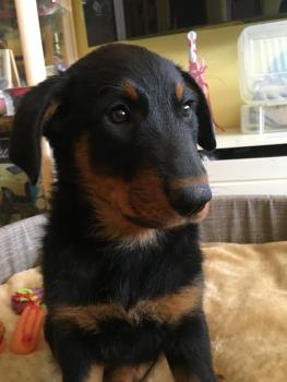 R' MaÏ-Ka Original's du Royaume d'Elsa, Beauceron