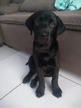 Duke, Labrador Retriever