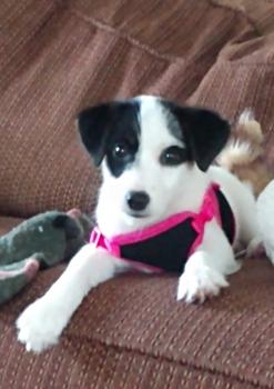 Zoey Blue, Jack Russell Terrier