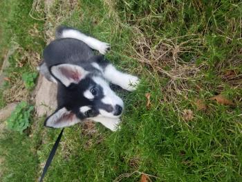 Shadow, Malamute