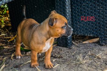 Ruby, Staffordshire Bull Terrier