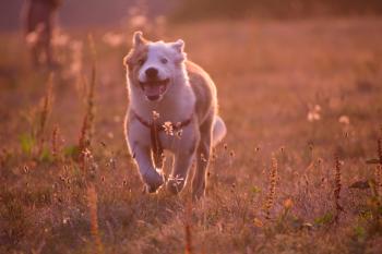 Rover, Border Collie