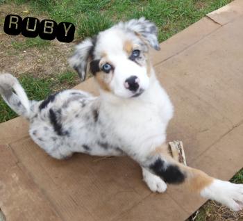 Ruby, Pastor Australiano