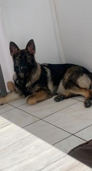 Nala, German Shepherd Dog