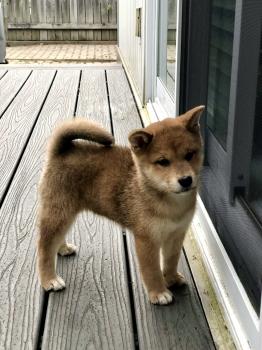 Yuka, Shiba