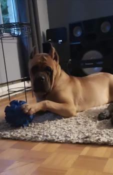 Goliath, Cane Corso