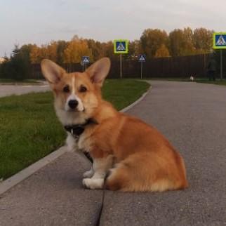 Rammy, Corgi Galés De Pembroke