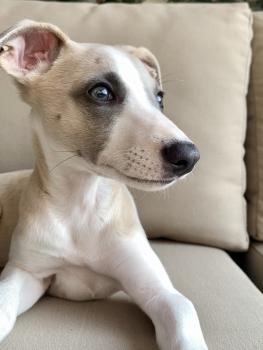 Dolly, Whippet