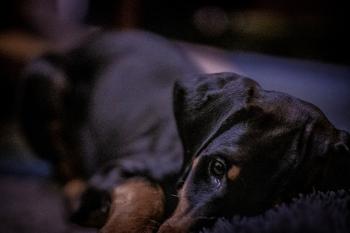 Yennifer, Dobermann