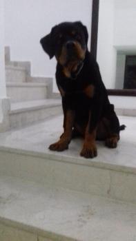 Hugo, Rottweiler