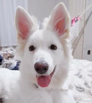 NAIROBI, Weißer Schweizer Schäferhund