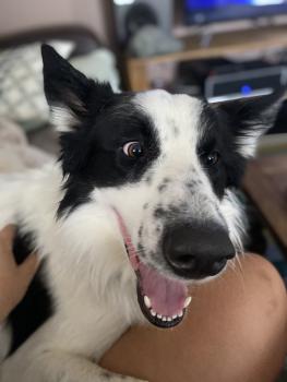 Olaf, Border Collie