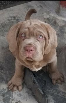 Hercules Omero del gheno, Neapolitan Mastiff