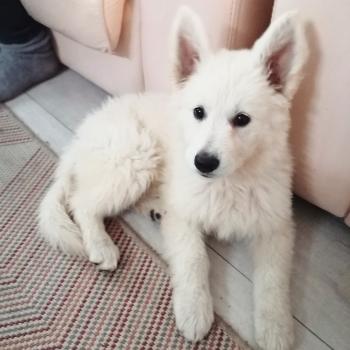 Raven, Berger Blanc Suisse