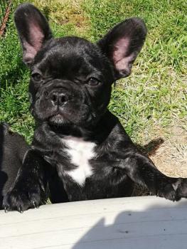 Harley, Bulldog Francés