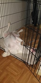 R-eya, Bull Terrier