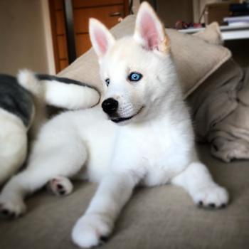 Kai, Husky Siberiano