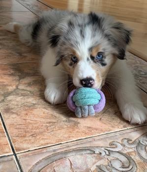 Tisha, Australian Shepherd