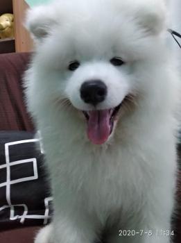 Papöchka, Samoyedo