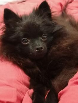 RAYNA, Keeshond
