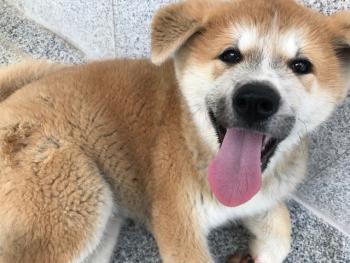 Felix, Akita Japonés