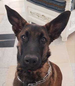 Rukan, Berger Malinois