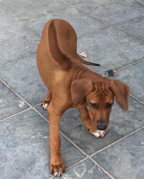 Xola (Picon), Rhodesian Ridgeback