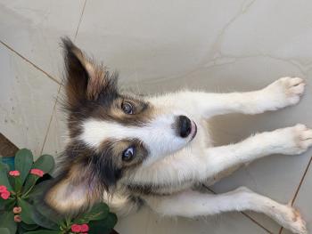 Rocky, Pastor De Shetland