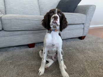 Bentley, English Springer Spaniel