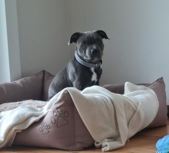 Mani, Staffordshire Bull Terrier
