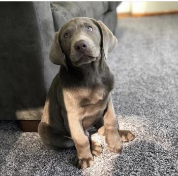 Stark, Labrador Retriever