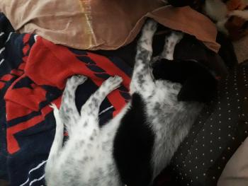 Taïma, Dalmatien