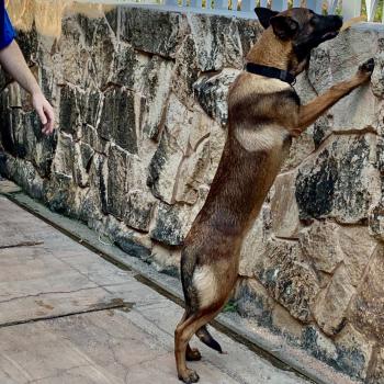 Winston, Pastore Belga Mainois