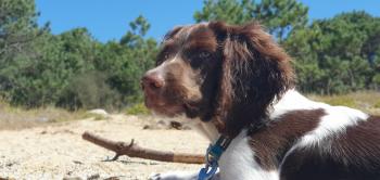 Nilo, Springer spaniel inglés