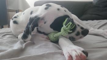 OREO, Dálmata