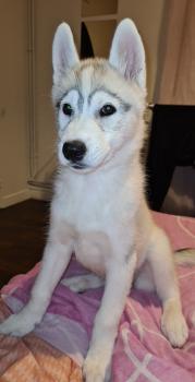Ruby, Husky Siberiano