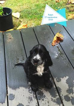 Ralph, Cocker Spaniel Inglés