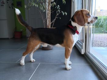 Pixel, Beagle