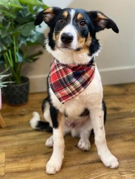Maverick, Border Collie