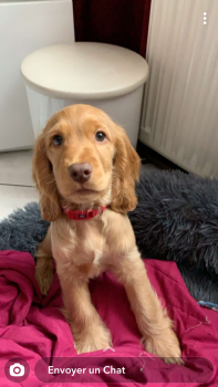 Rösty, Cocker Spaniel Inglés