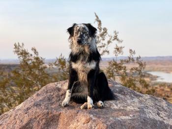 Ryot, Pastor Australiano