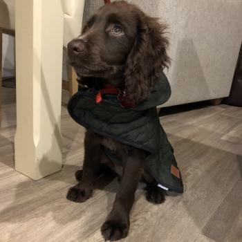Togo, Cocker Spaniel