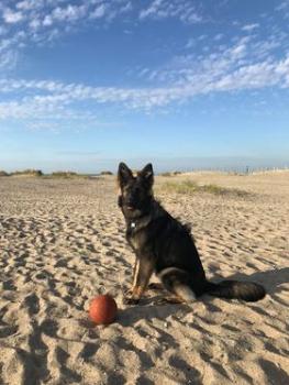 Xena, Berger Allemand