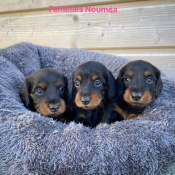 R'mionne, Dachshund (Pelo Largo)