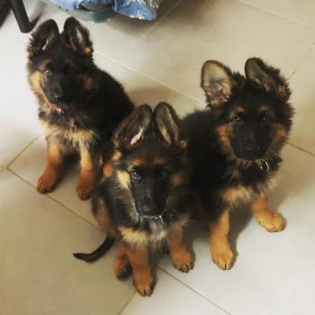 Gaïa, Perro Pastor Alemán