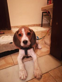 Molly, Beagle