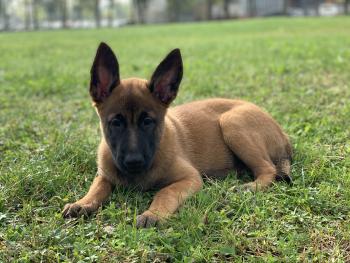 Šija, Berger Malinois