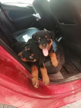 Olga, Rottweiler