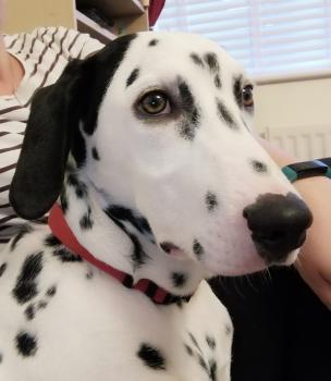 Jasper, Dalmatien